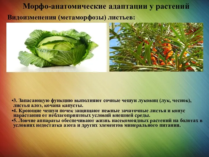 Морфо-анатомические адаптации у растений Видоизменения (метаморфозы) листьев: 3. Запасающую функцию выполняют сочные