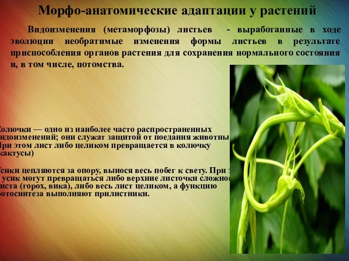 Морфо-анатомические адаптации у растений Видоизменения (метаморфозы) листьев - выработанные в ходе эволюции