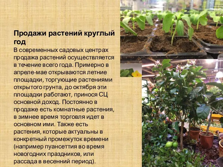 Продажи растений круглый год В современных садовых центрах продажа растений осуществляется в