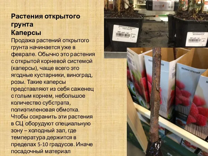 Растения открытого грунта Каперсы Продажа растений открытого грунта начинается уже в феврале.