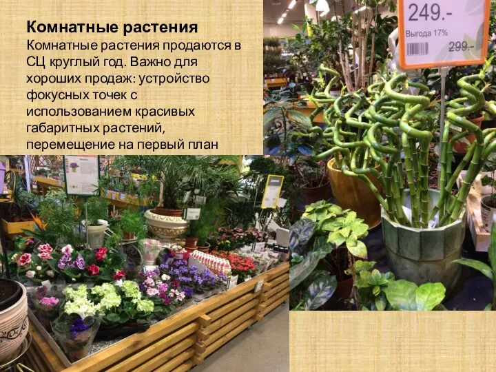 Комнатные растения Комнатные растения продаются в СЦ круглый год. Важно для хороших