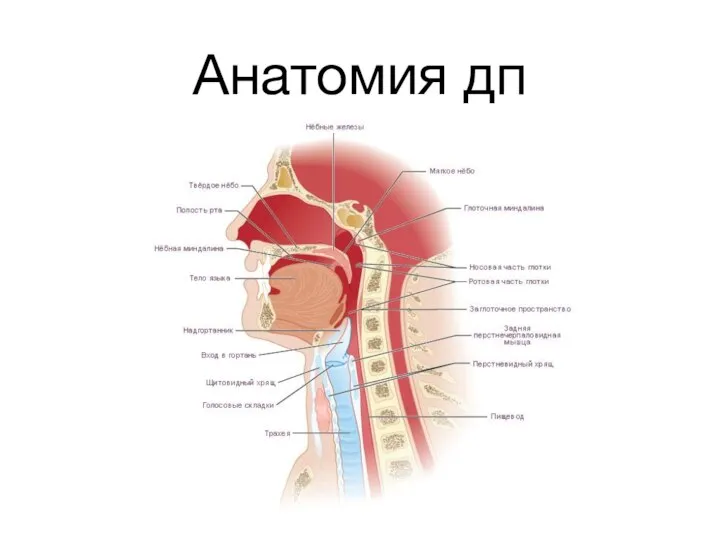 Анатомия дп