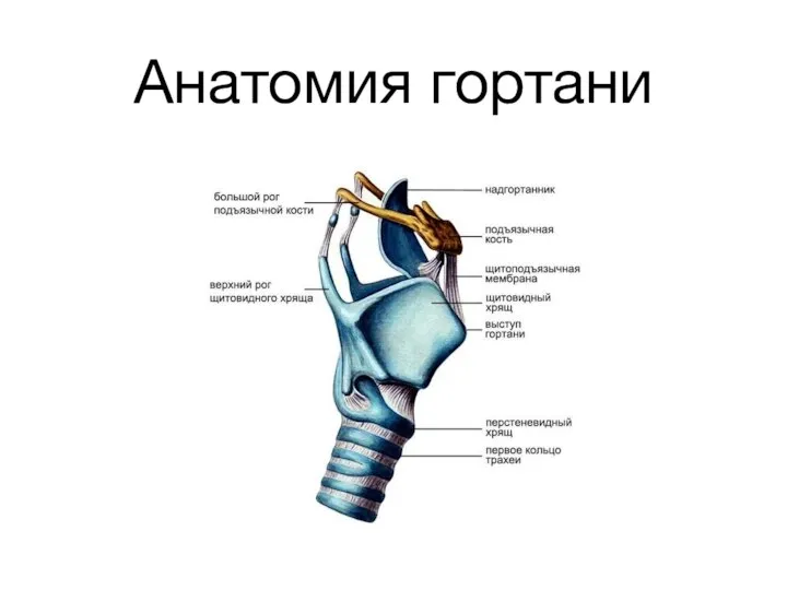 Анатомия гортани