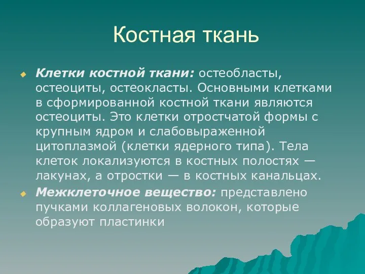 Костная ткань Клетки костной ткани: остеобласты, остеоциты, остеокласты. Основными клетками в сформированной