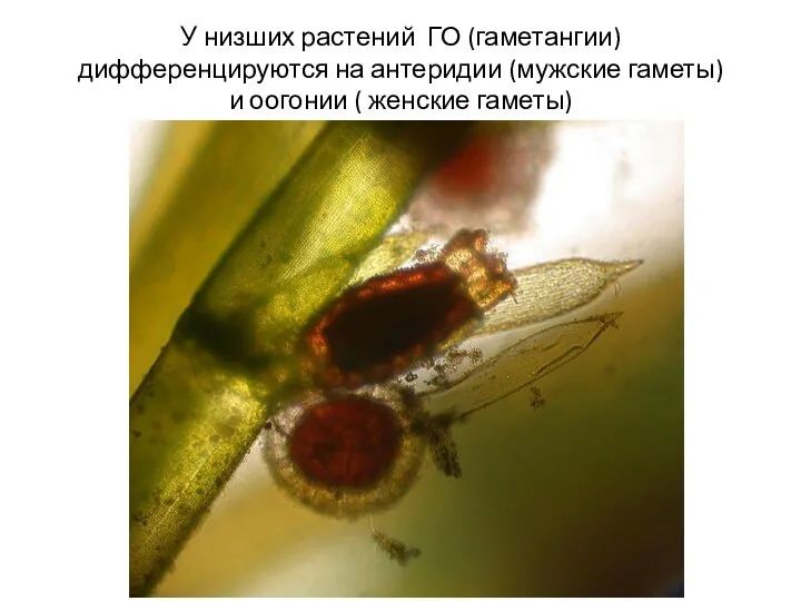 У низших растений ГО (гаметангии) дифференцируются на антеридии (мужские гаметы) и оогонии ( женские гаметы)