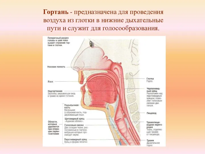 Гортань - предназначена для проведения воздуха из глотки в нижние дыхательные пути и служит для голосообразования.