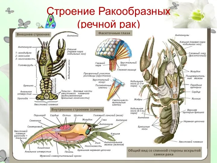 Строение Ракообразных (речной рак)