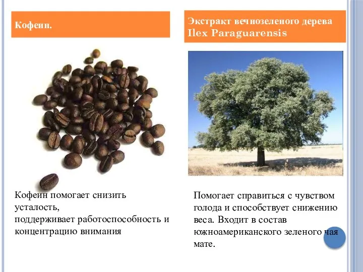 Кофеин. Экстракт вечнозеленого дерева Ilex Paraguarensis Кофеин помогает снизить усталость, поддерживает работоспособность