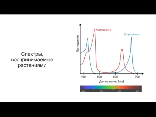Спектры, воспринимаемые растениями