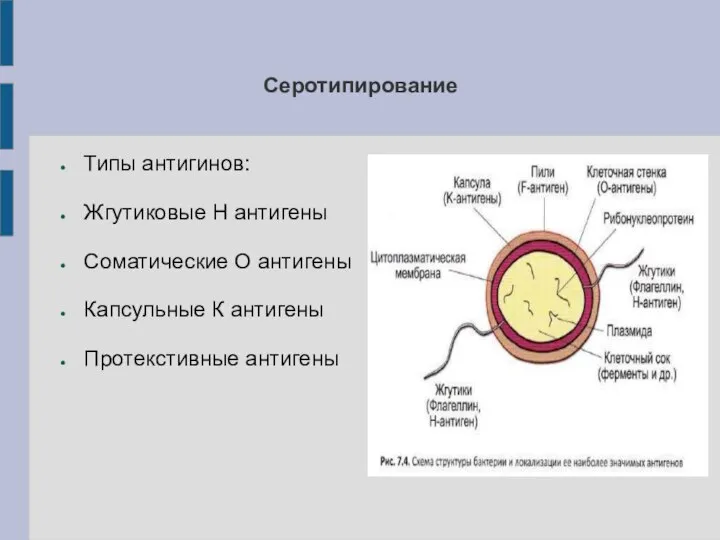 Серотипирование Типы антигинов: Жгутиковые Н антигены Соматические О антигены Капсульные К антигены Протекстивные антигены