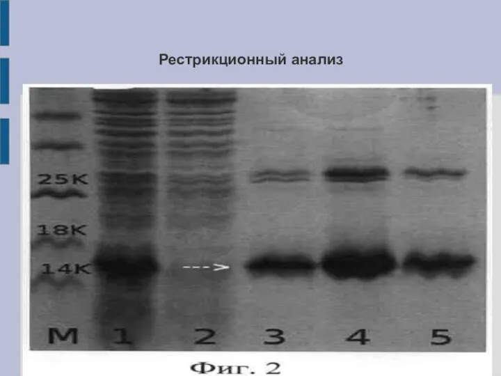 Рестрикционный анализ