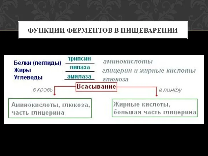 ФУНКЦИИ ФЕРМЕНТОВ В ПИЩЕВАРЕНИИ