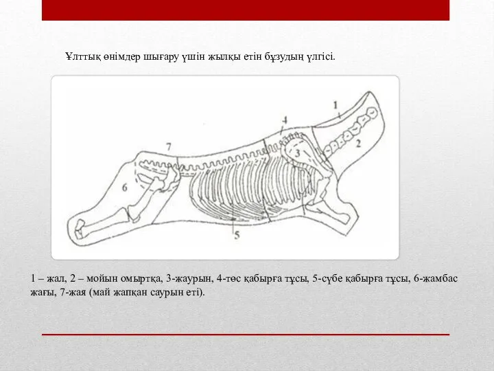 Ұлттық өнімдер шығару үшін жылқы етін бұзудың үлгісі. 1 – жал, 2