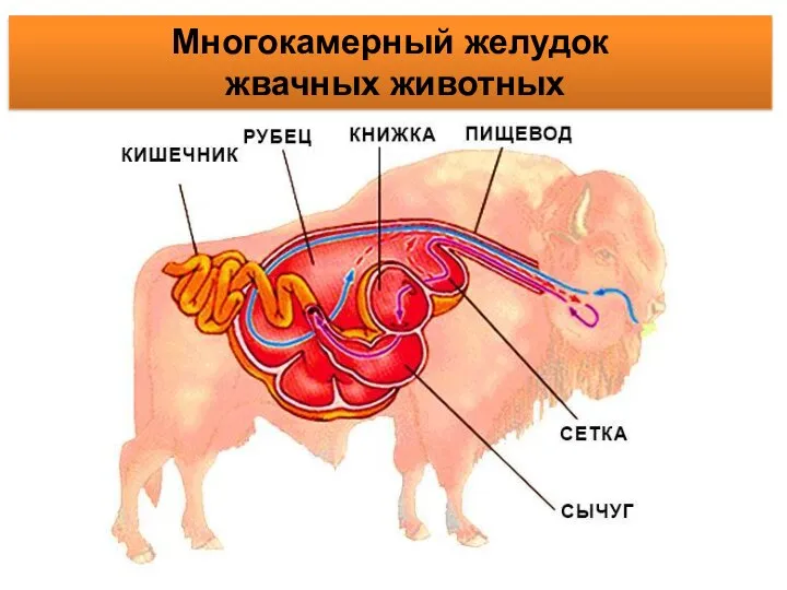 Многокамерный желудок жвачных животных