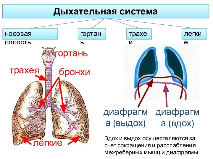 Дыхательная система Вдох и выдох осуществляются за счет сокращения и расслабления межреберных