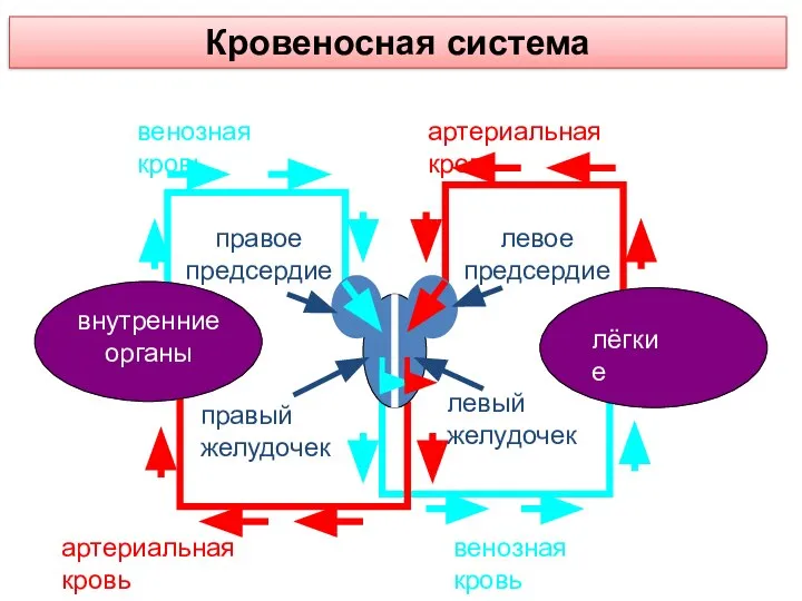 Кровеносная система