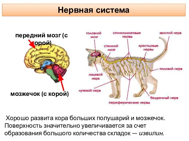 Нервная система Хорошо развита кора больших полушарий и мозжечок. Поверхность значительно увеличивается