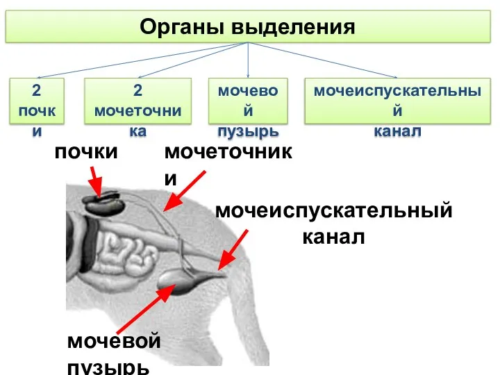 Органы выделения мочеиспускательный канал 2 почки 2 мочеточника мочевой пузырь