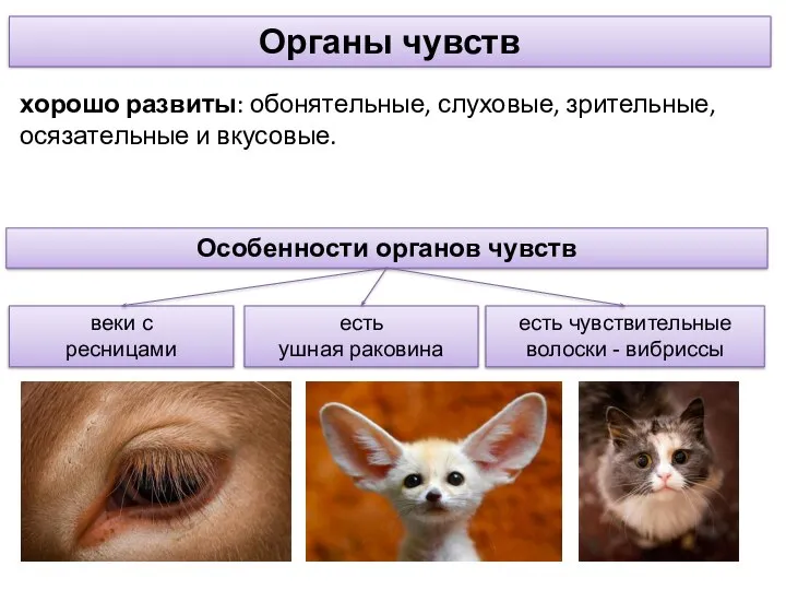 хорошо развиты: обонятельные, слуховые, зрительные, осязательные и вкусовые. Органы чувств