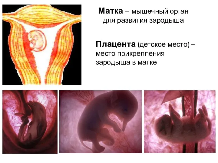 Матка – мышечный орган для развития зародыша Плацента (детское место) – место прикрепления зародыша в матке