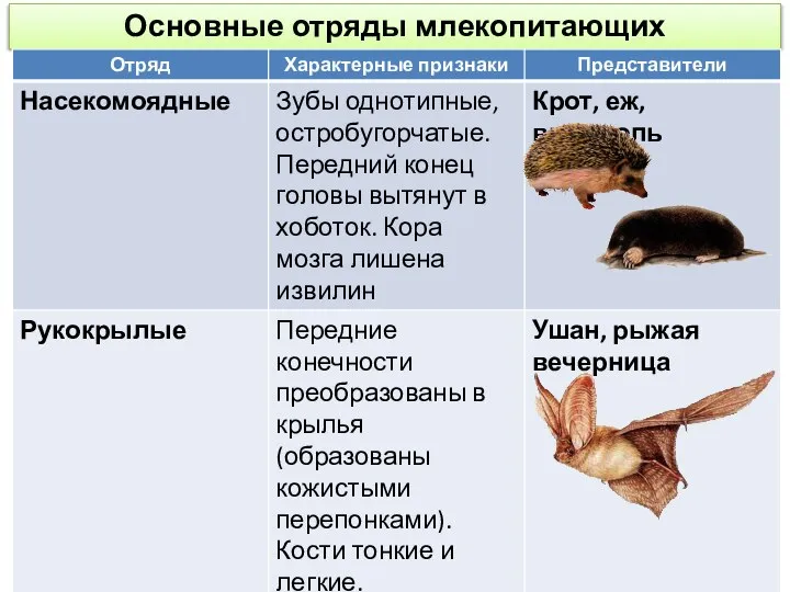 Основные отряды млекопитающих