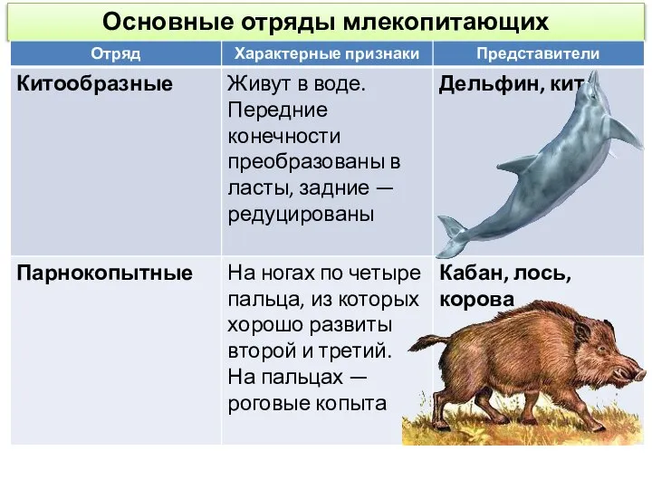 Основные отряды млекопитающих