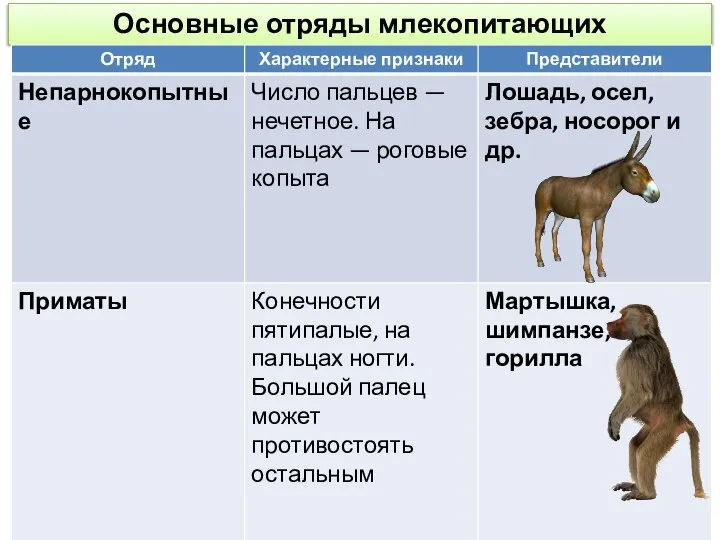 Основные отряды млекопитающих