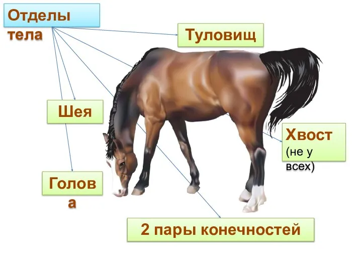 Отделы тела Шея Туловище Голова Хвост (не у всех) 2 пары конечностей