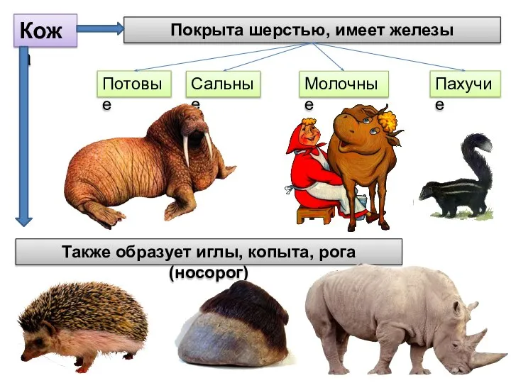 Кожа Покрыта шерстью, имеет железы Потовые Сальные Молочные Пахучие Также образует иглы, копыта, рога (носорог)