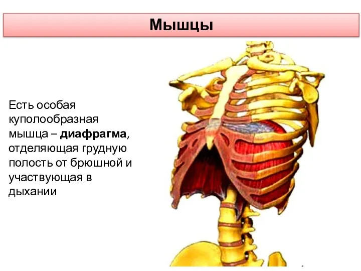 Мышцы Есть особая куполообразная мышца – диафрагма, отделяющая грудную полость от брюшной и участвующая в дыхании