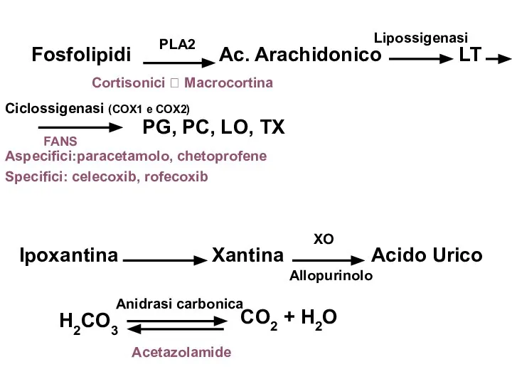 Fosfolipidi Ac. Arachidonico LT PLA2 PG, PC, LO, TX Lipossigenasi Ciclossigenasi (COX1