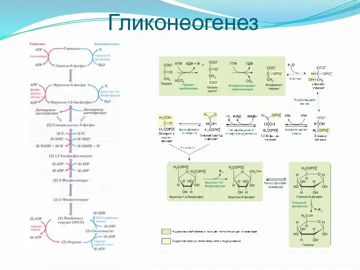 Гликонеогенез