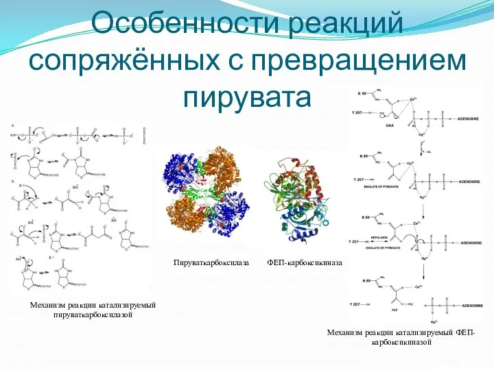 Особенности реакций сопряжённых с превращением пирувата Пируваткарбоксилаза Механизм реакции катализируемый пируваткарбоксилазой ФЕП-карбоксикиназа Механизм реакции катализируемый ФЕП-карбоксикиназой