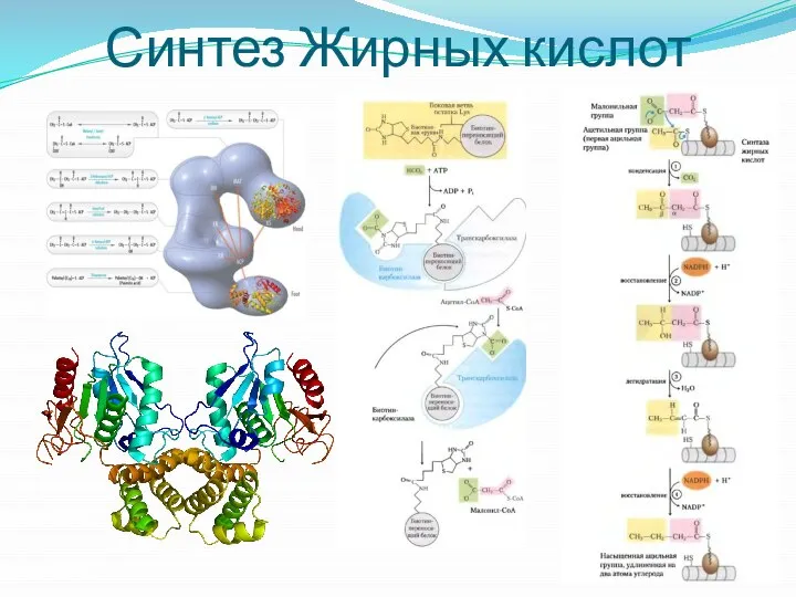 Синтез Жирных кислот