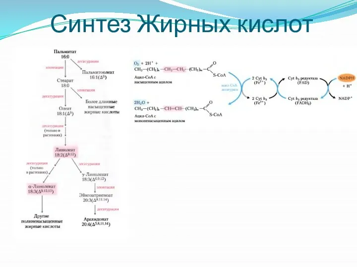 Синтез Жирных кислот