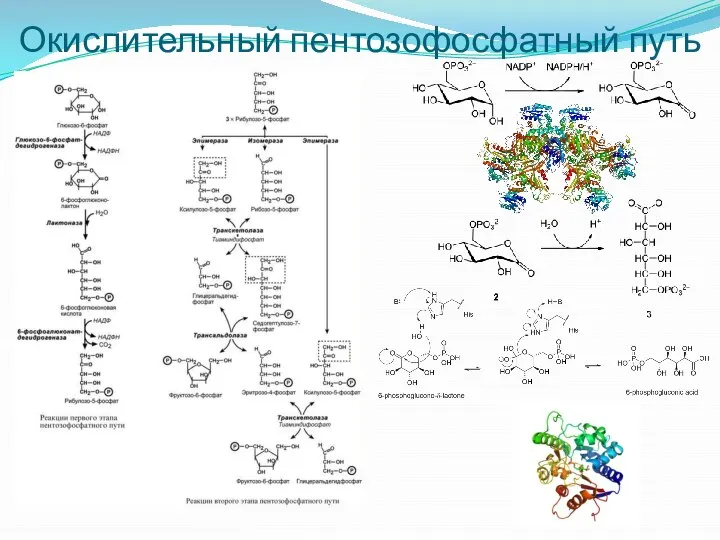 Окислительный пентозофосфатный путь