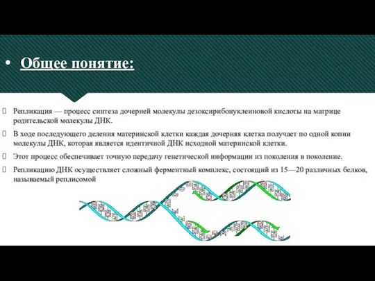 Общее понятие: Репликация — процесс синтеза дочерней молекулы дезоксирибонуклеиновой кислоты на матрице