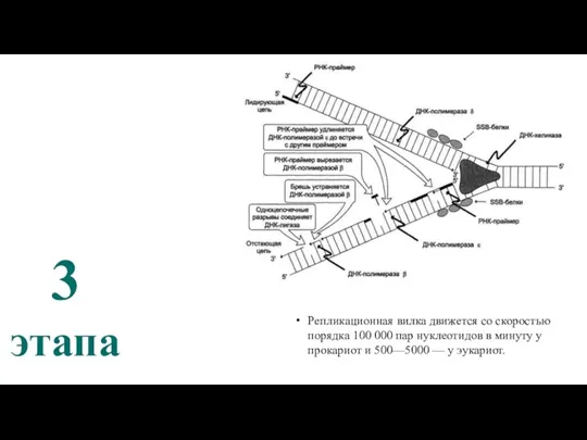 Инициация Элонгация Терминация Репликационная вилка движется со скоростью порядка 100 000 пар