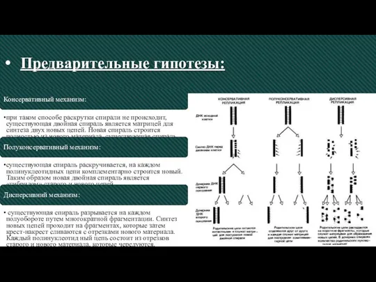 Предварительные гипотезы: Консервативный механизм: при таком способе раскрутки спирали не происходит, существующая