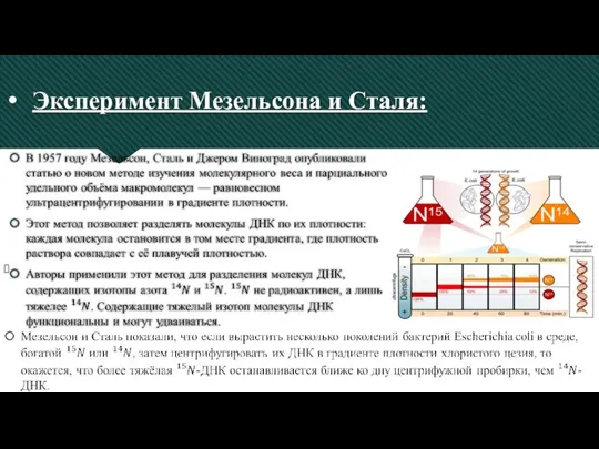 Эксперимент Мезельсона и Сталя: