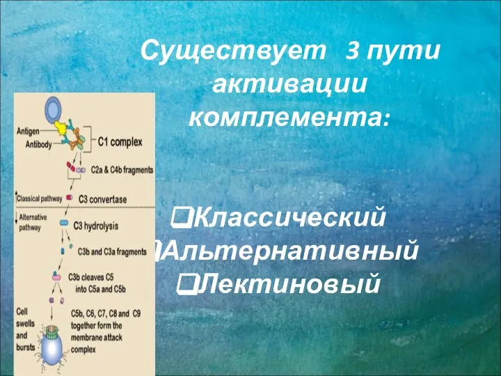 Существует 3 пути активации комплемента: Классический Альтернативный Лектиновый