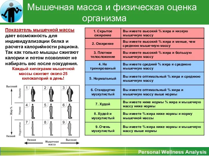 Мышечная масса и физическая оценка организма Показатель мышечной массы дает возможность для