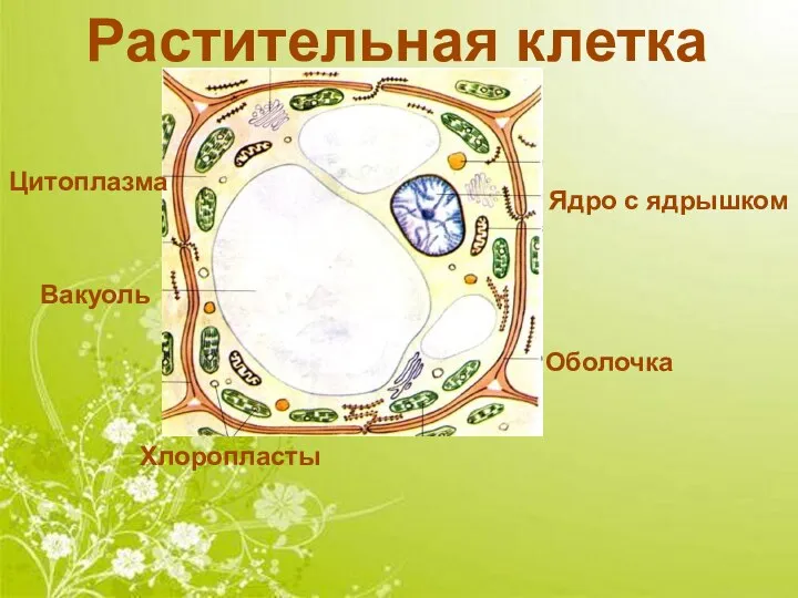 Оболочка Цитоплазма Вакуоль Ядро с ядрышком Хлоропласты Растительная клетка