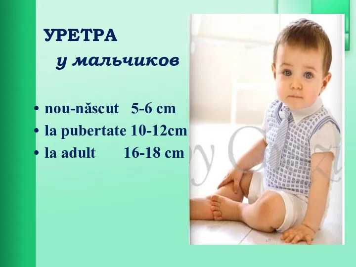 УРЕТРА у мальчиков nou-născut 5-6 cm la pubertate 10-12cm la adult 16-18 cm