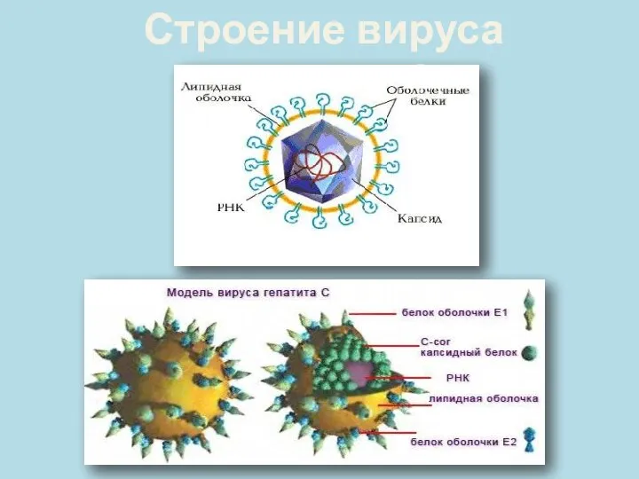 Строение вируса гепатита С