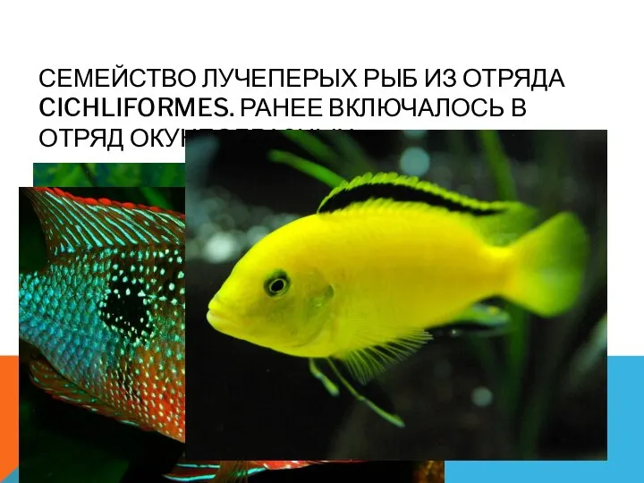 СЕМЕЙСТВО ЛУЧЕПЕРЫХ РЫБ ИЗ ОТРЯДА CICHLIFORMES. РАНЕЕ ВКЛЮЧАЛОСЬ В ОТРЯД ОКУНЕОБРАЗНЫХ Семейство