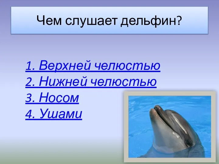 Чем слушает дельфин? 1. Верхней челюстью 2. Нижней челюстью 3. Носом 4. Ушами