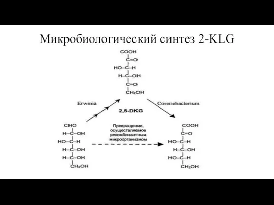 Микробиологический синтез 2-KLG