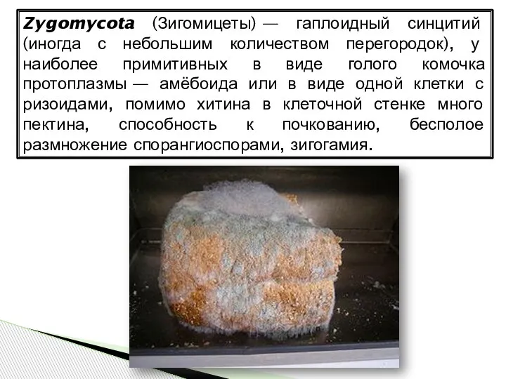 Zygomycota (Зигомицеты) — гаплоидный синцитий (иногда с небольшим количеством перегородок), у наиболее