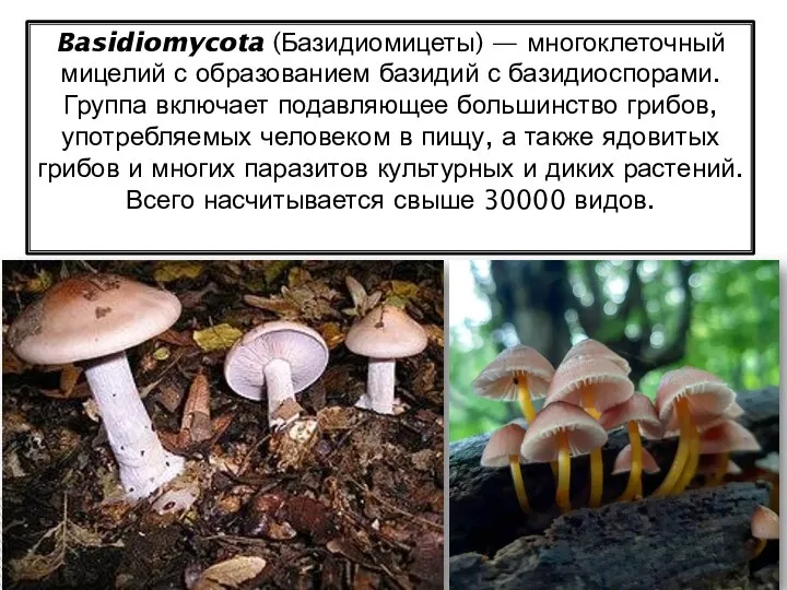 Basidiomycota (Базидиомицеты) — многоклеточный мицелий с образованием базидий с базидиоспорами. Группа включает